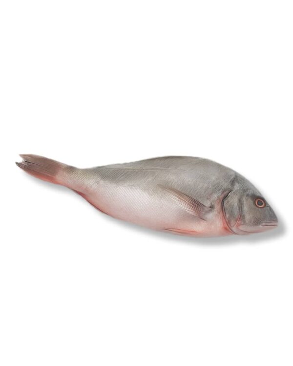 Pescado Pargo entero (2.86 kg / 6.30 lb) - Imagen 3